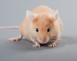 Can Taurine extend a healthy life?  It did for mice in a lab test.